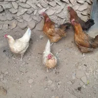 مرغ تخم گزار