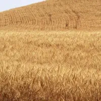 فروش زمین کشاورزی  /گندم دیم