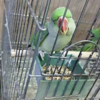 شاه طوطی|پرنده|اهواز, پادادشهر|دیوار