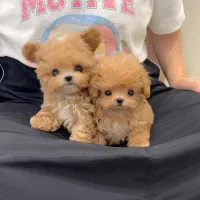 پودل کراس|سگ|تهران, جنت‌آباد مرکزی|دیوار