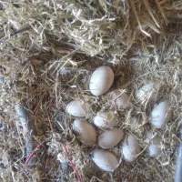 تخم نطفه دار غاز