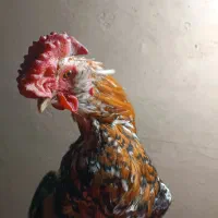 تخم مرغ نطفه دار مرغ و خروس گلین