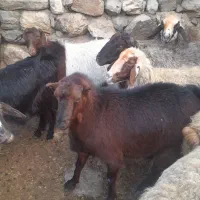 یک عدد بز|حیوانات مزرعه|روانسر, |دیوار