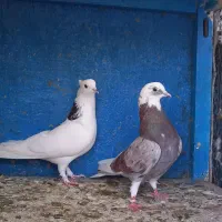 کفتر  3جفت نروماده آس