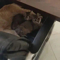 واگذاری بچه گربه ملوس دی اچ اس