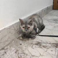گربه اسکاتیش بریتیش رنگ خاص