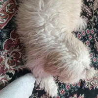 توله شیتزو ماده مهربون بازیگوش حرف گوش کن|سگ|کرج, حصارک بالا|دیوار