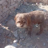 بسیار سگ فهمیده ی هست