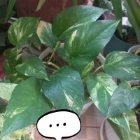 فروش تعدادی گل