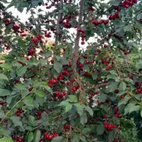 فروش ۲ باغ دستجرد خلجستان|فروش دفتر صنعتی، کشاورزی، تجاری|خلجستان, |دیوار