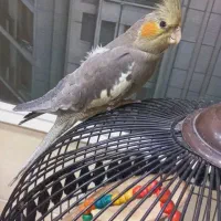 لوتینو|پرنده|تهران, خرمشهر|دیوار