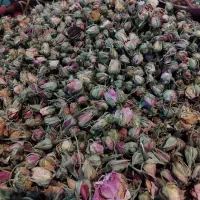 غنچه گل محمدی
