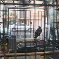 جوجه سهره