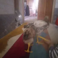 جوجه|حیوانات مزرعه|قم, نیروگاه|دیوار