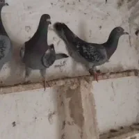 کفتر فروشی|پرنده|بیرجند, |دیوار