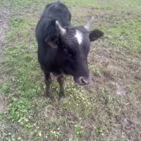 ورزا کوله خوشگل