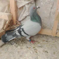 کفتر سبز نر ارازل