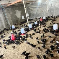 جوجه محلی مرغ و خروس یک‌ماهه