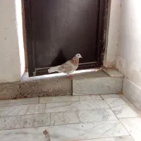 هفرنگ زرد نره مست|پرنده|الوند, |دیوار