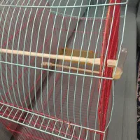 قفس|لوازم جانبی حیوانات|بابل, |دیوار