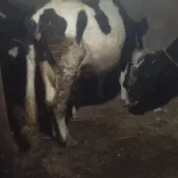 گاو شیری|حیوانات مزرعه|نظر کهریزی, |دیوار