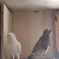 کفتر سرور زاغ سرخ مهر