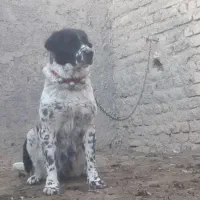 لاس روزگاری