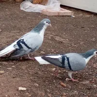 ساده سبز|پرنده|زبرخان, |دیوار