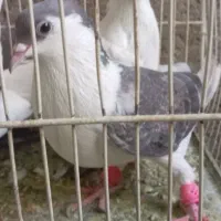 کبوتر بی بام|پرنده|تربت‌حیدریه, پائین ولایت|دیوار