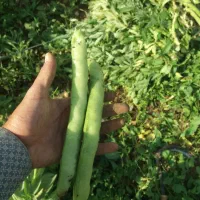 بذر باقله دزفولی درجه یک مال امساله|حراج|بروجرد, |دیوار