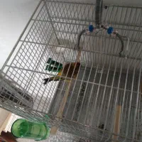 سهره قناری عطیقه سرخ زیتونی