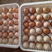 تخم مرغ محلی و اردکی نطفه دار