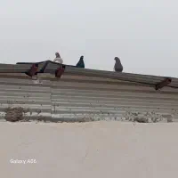 کفتر همه باهم دونه ای200|پرنده|کرمان, |دیوار