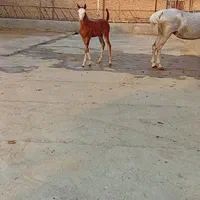 اسب|حیوانات مزرعه|تهران, شهرک غرب|دیوار