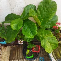 گیاه لیراتا دوشاخه ای بسیار زیبا و پربرگ