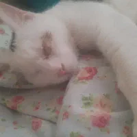 واگذاری بچه گربه نابینا