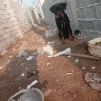 واگذاری لودفایدر ریگان نیست|سگ|رودبنه, |دیوار