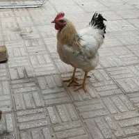 خروس