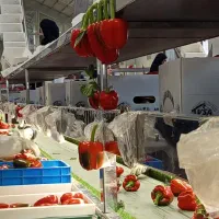 بسته‌بندی صادرات سیفی جات