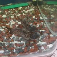 کت کلمبیایی(چوبی)|ماهی|مرند, |دیوار