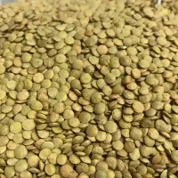 حبوبات|خوردنی و آشامیدنی|رشت, کوی فکوری|دیوار