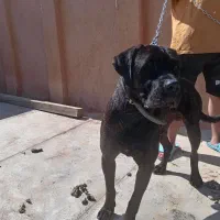 کن کروسو|سگ|شیراز, کوشک میدان|دیوار