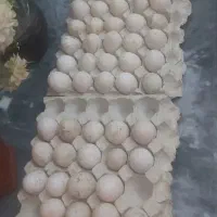 فروش تخم اردک