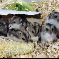 همستر سنجابی