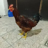 خروس جوان محلی