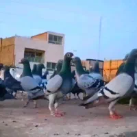 دسته ۴۲تایی پرشی نر  سبز المانی