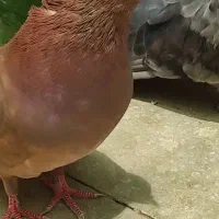 یک جفت کبوتر تهرانی سالم و سرحال