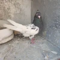 کبوتر کله ای و زیل سیاه و تهرونی