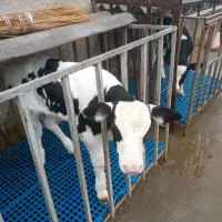 گوساله نر شیر خوار ...۱۰ روزه