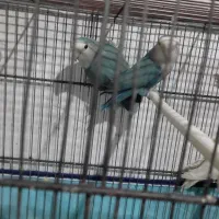 یک جفت طوطی برزیلی|پرنده|شیراز, قالیشویی|دیوار